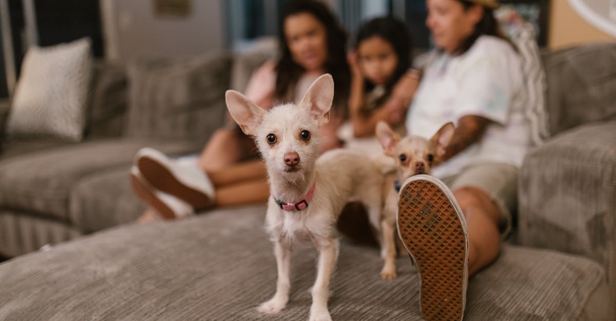 How do i heal my dogs - Free stock photo of adult, canine, child