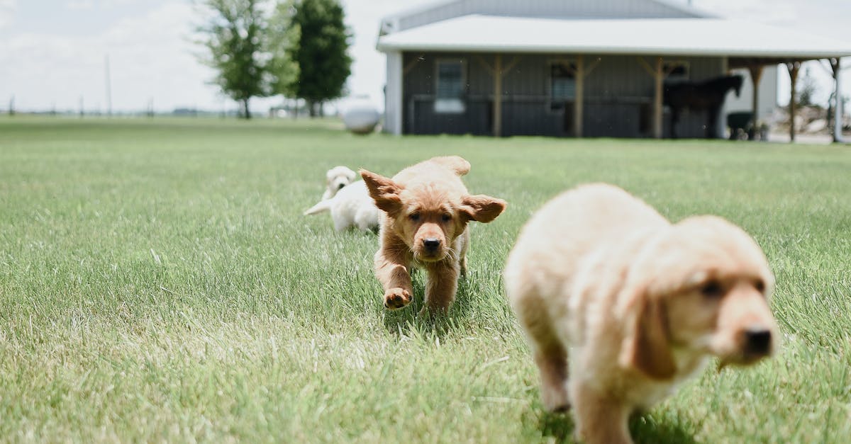 How do i heal my dogs - Brown and White Short Coated Small Dog Running on Green Grass Field