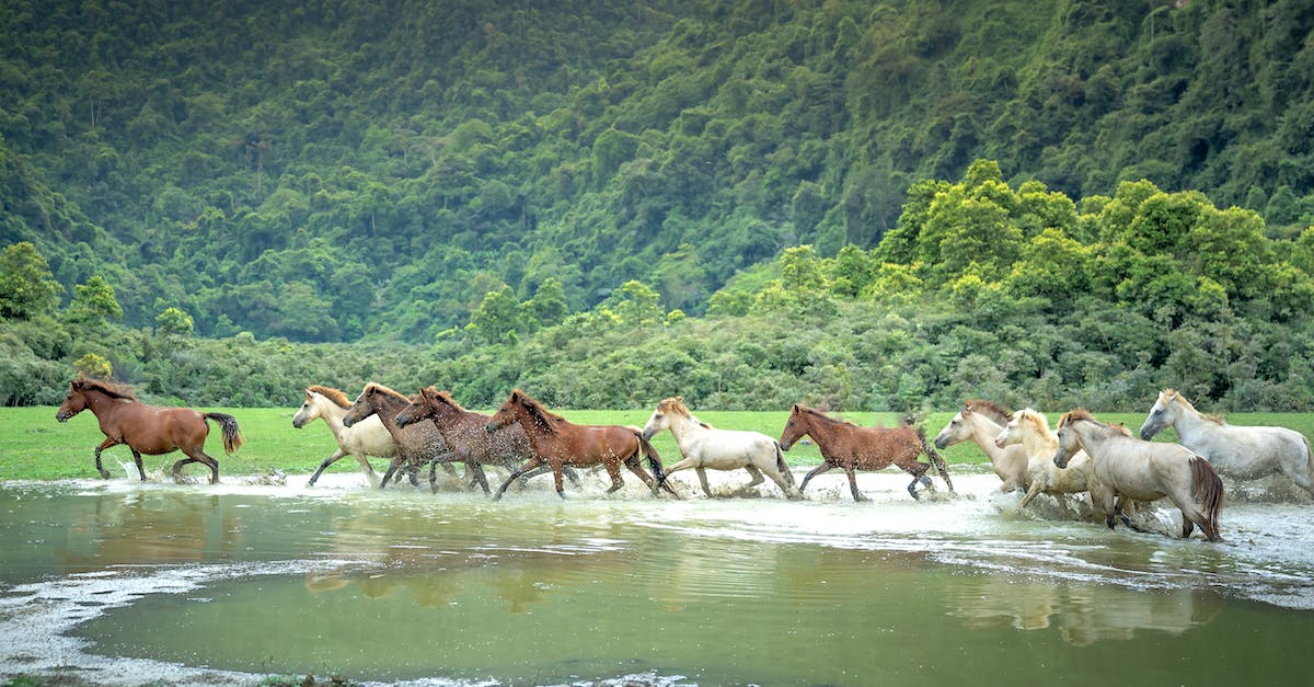 how do i import bulk terrain/landscape data into a running minecraft server? - Herd of Horses on River how do i import bulk terrain/landscape data into a running minecraft server? - Herd of Horses on River