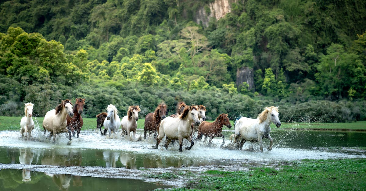 how do i import bulk terrain/landscape data into a running minecraft server? - Herd of Sheep on Green Grass Field how do i import bulk terrain/landscape data into a running minecraft server? - Herd of Sheep on Green Grass Field