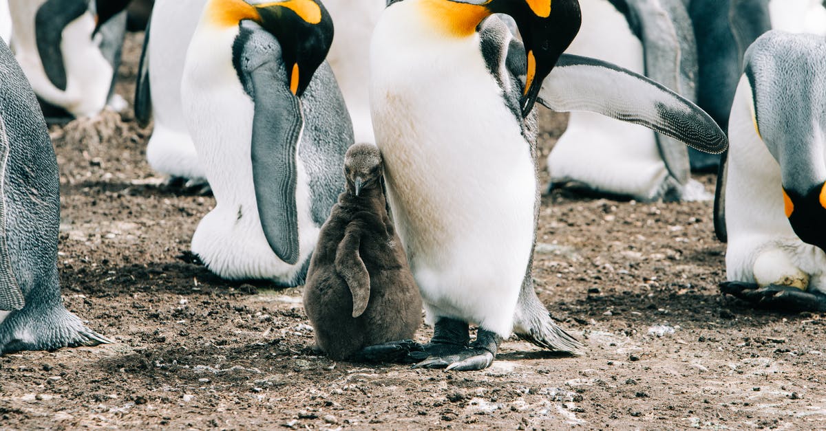 How do I increase render distance for ground targets? - Wildlife of flock of penguins gathering together How do I increase render distance for ground targets? - Wildlife of flock of penguins gathering together