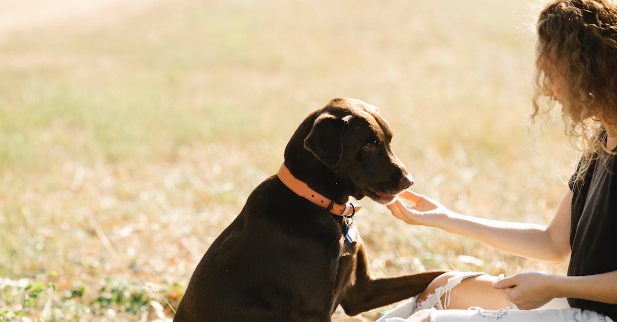 How do I invite a friend in The Expendabros? - Portrait of a Woman and Her Labrador Dog Outdoors