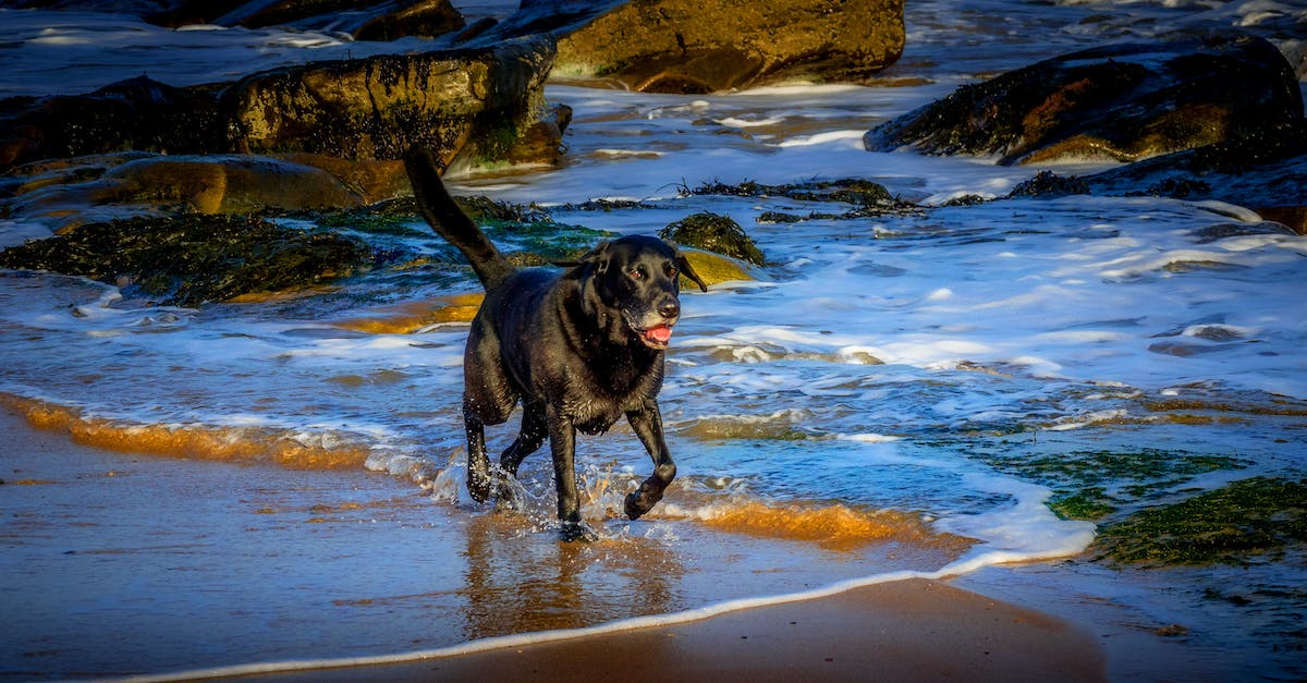 How do I invite a friend in The Expendabros? - Dog Running Along the Sea 