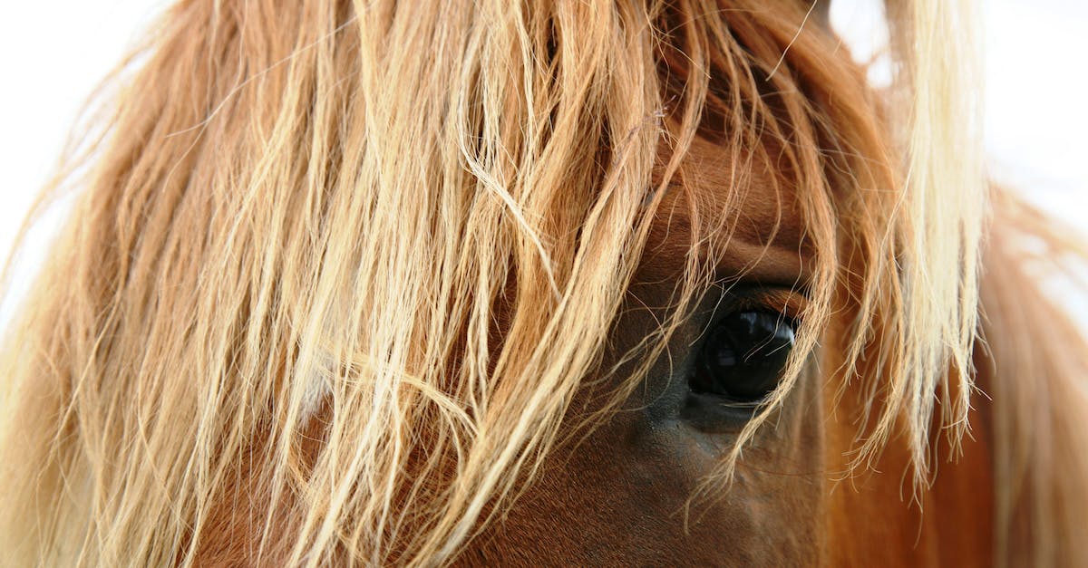 How do I know my horse breed? - Close-up Photography of Brown Horse