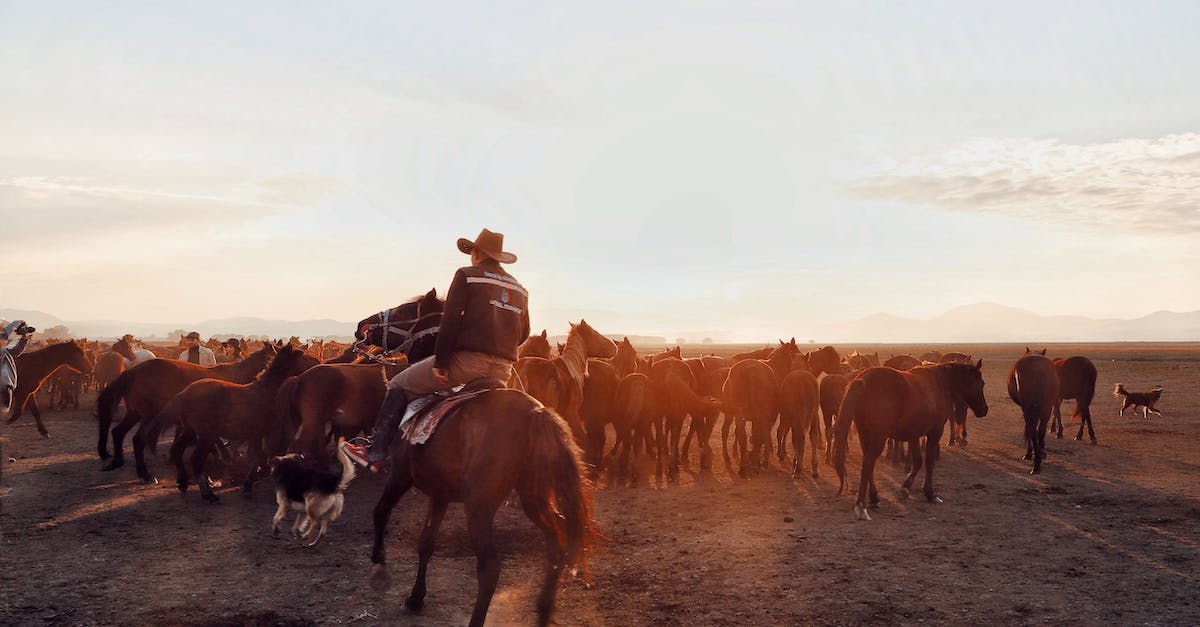 How do I know my horse breed? - Back view of unrecognizable male riding horse while grazing herd of equines in vast valley at sunset