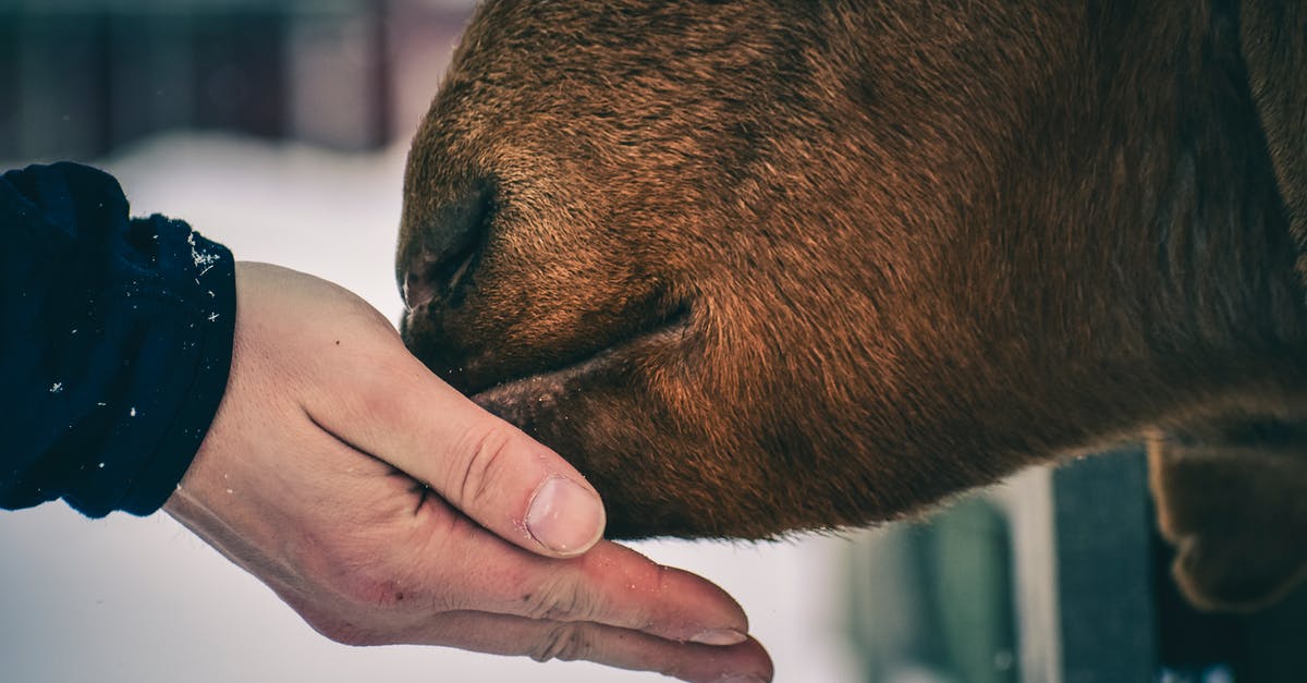 How do I know when a cow or goat is ready to be milked? - Man feeding brown cow with hand