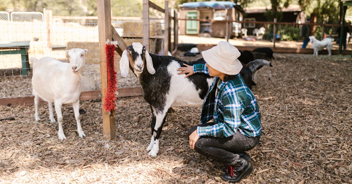 How do I know when a cow or goat is ready to be milked? - Free stock photo of adult, agriculture, animal