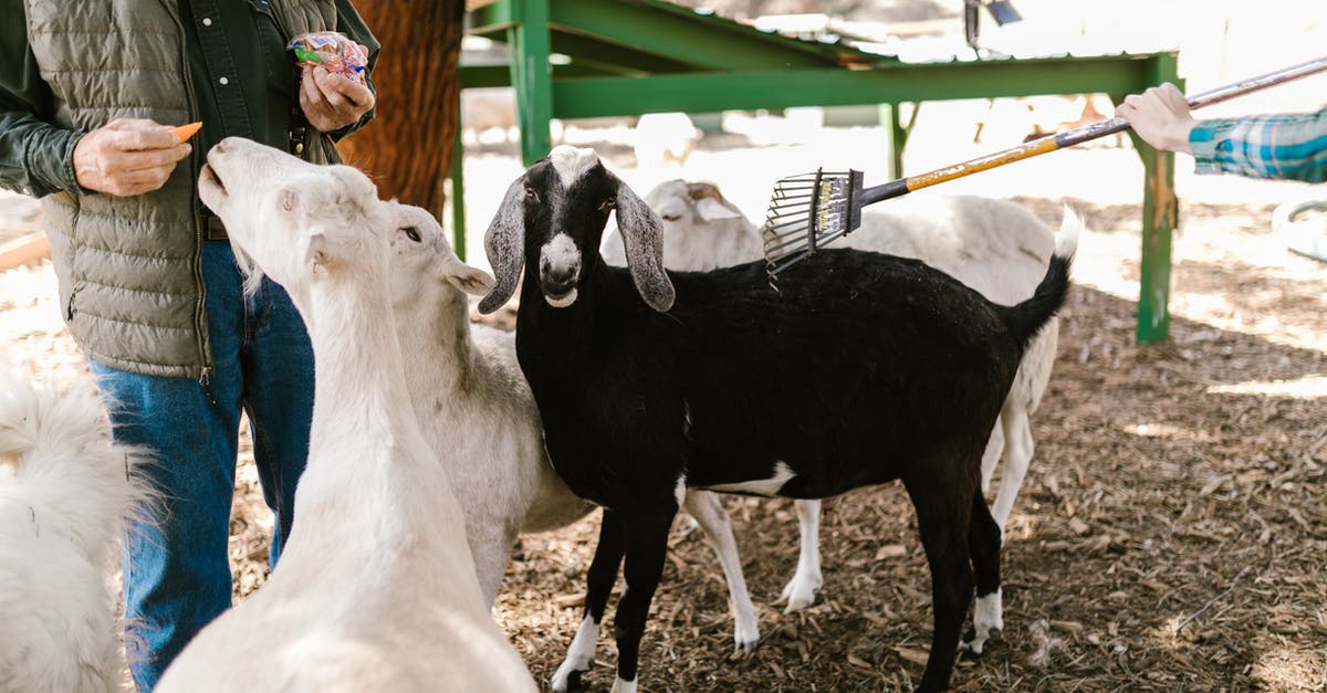 How do I know when a cow or goat is ready to be milked? - Free stock photo of agriculture, animal, barn