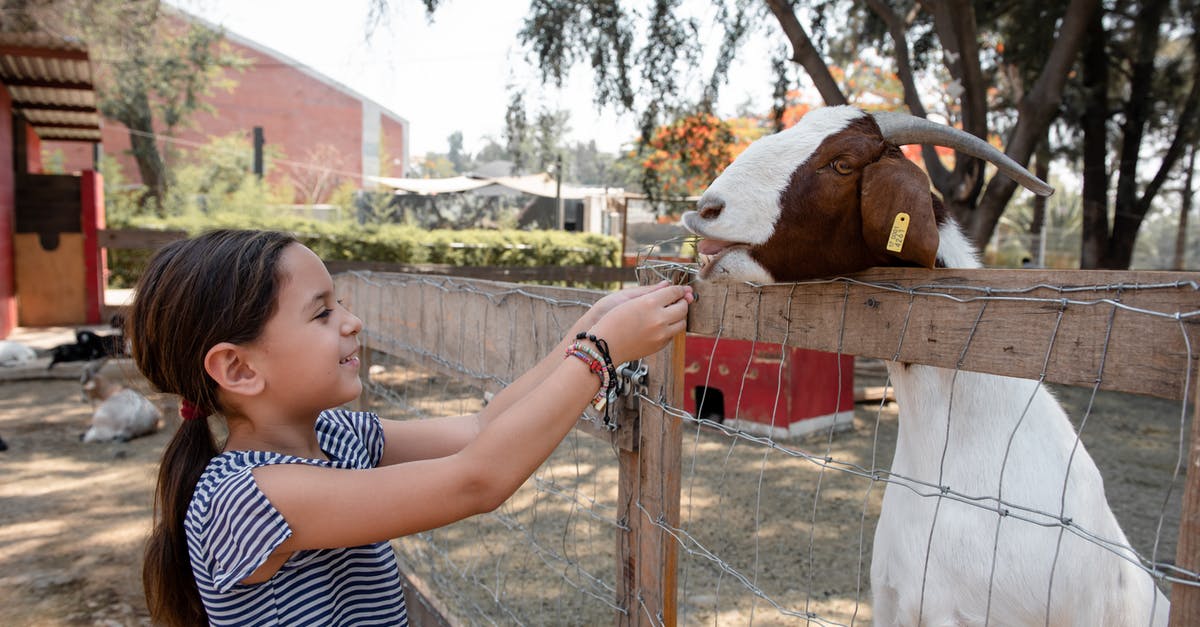 How do I know when a cow or goat is ready to be milked? - Free stock photo of animal, barn, cattle