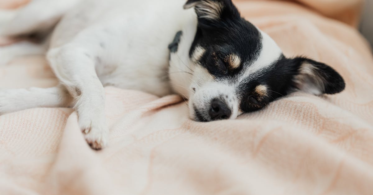 How do I make my pet pick up items? - White and Black Short Coated Small Dog Lying on White Textile