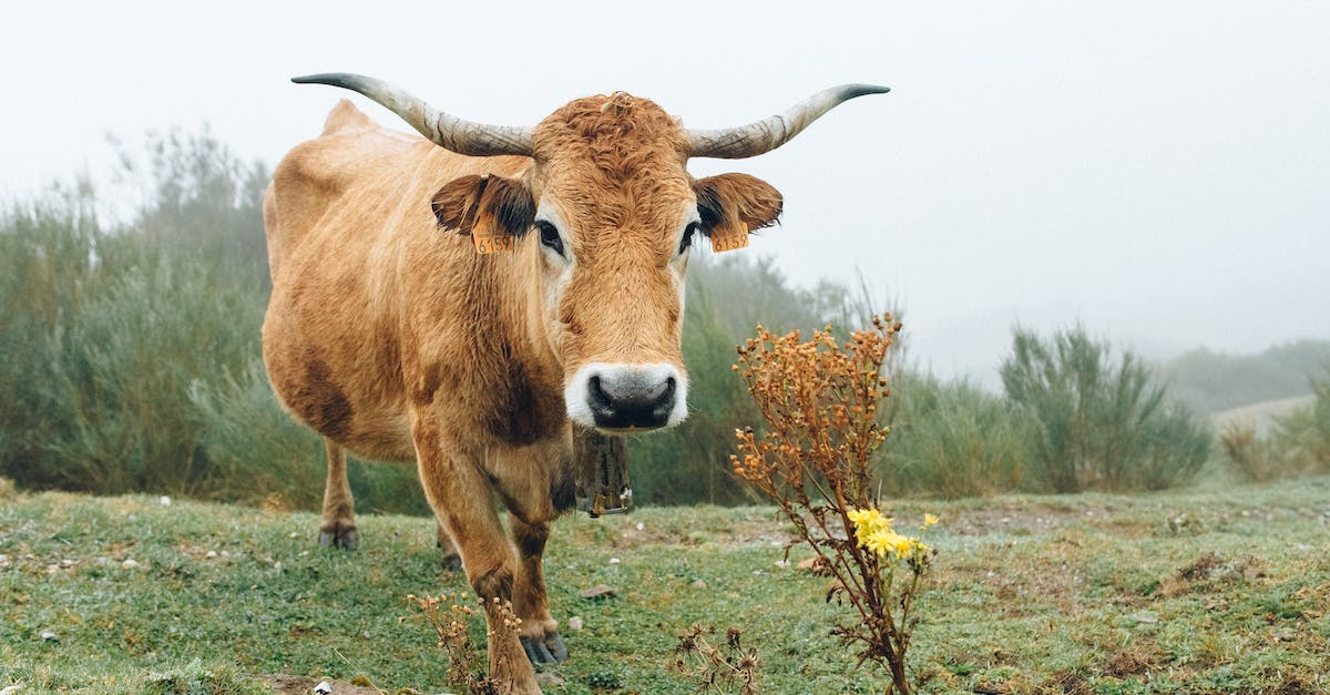 How do I milk a cow? - Brown Cow on Green Grass Field