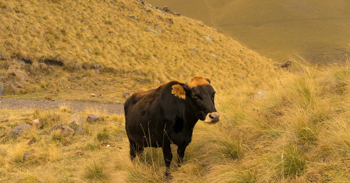 How do I milk a cow? - Cow grazing on grassy hill slope