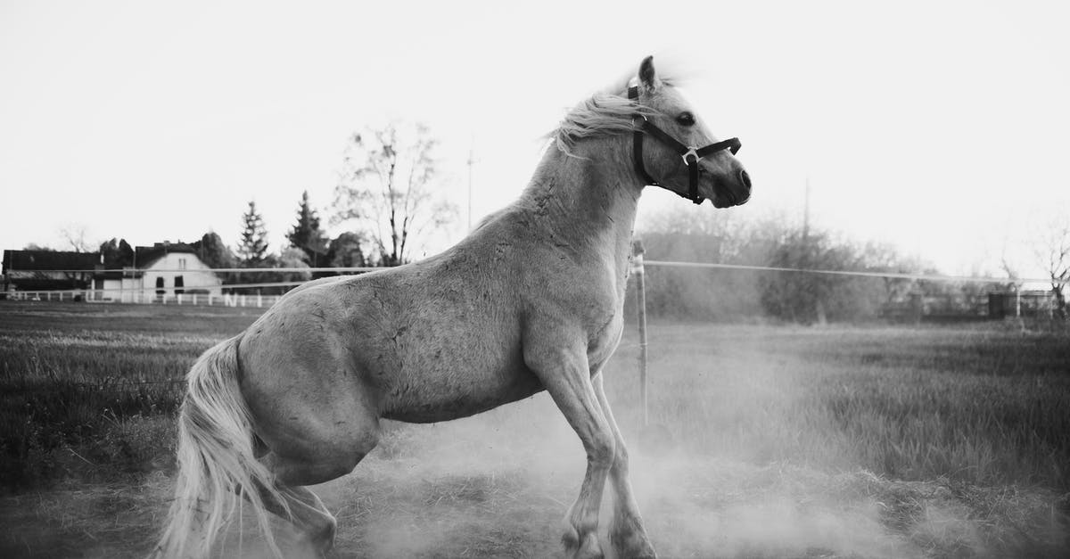 How do I move my farm animals? - Powerful horse running in paddock How do I move my farm animals? - Powerful horse running in paddock