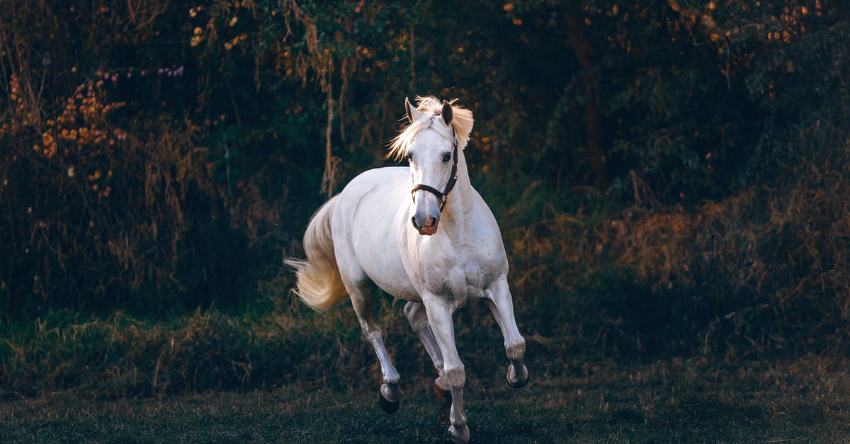 How do I move my farm animals? - White Horse Running on Green Field How do I move my farm animals? - White Horse Running on Green Field
