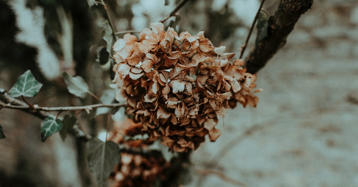 How do I not die from lasers? - Branch with dried flower petals How do I not die from lasers? - Branch with dried flower petals