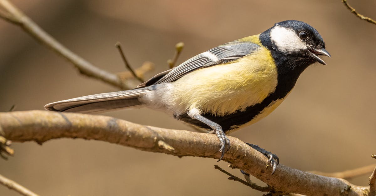 How do I open this spiky chest? - Tit resting on dry tree twig in zoological garden