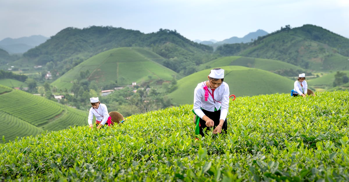 How do I pick a team? - Female farmers with baskets collecting tea while working in lush tropical plantation in Asian farm