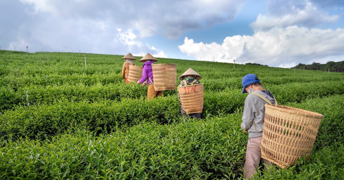 How do I pick a team? - Back view of anonymous people in hats with harvest baskets walking on tea plantation and picking fresh green leaves How do I pick a team? - Back view of anonymous people in hats with harvest baskets walking on tea plantation and picking fresh green leaves