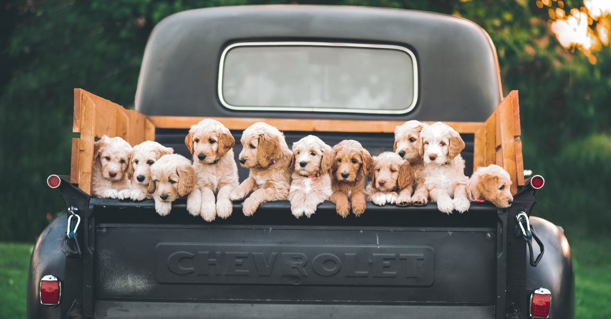 How do I pick up my car I customized in gta 5 - White and Brown Puppy on Black Car