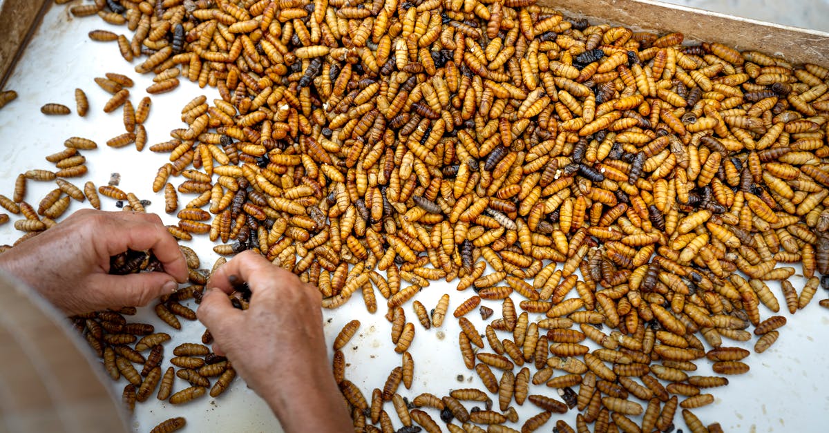 How do I pick up pics from a dead commander? - From above of crop person selecting silk moth pupae placed on white cloth in wooden box How do I pick up pics from a dead commander? - From above of crop person selecting silk moth pupae placed on white cloth in wooden box