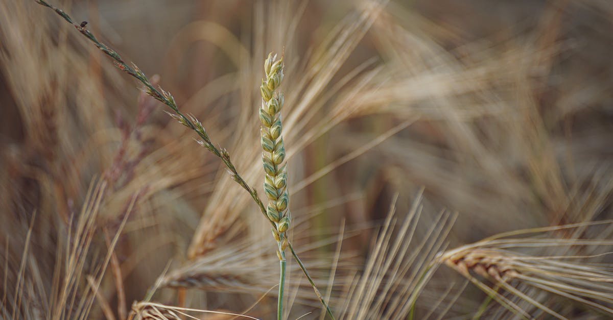 How do I plant crops newly acquired in trade? - Close-Up Photography of Wheat