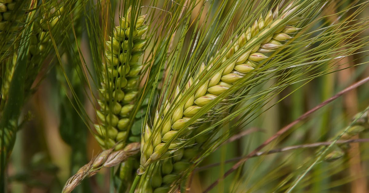 How do I plant crops newly acquired in trade? - Green Plants How do I plant crops newly acquired in trade? - Green Plants