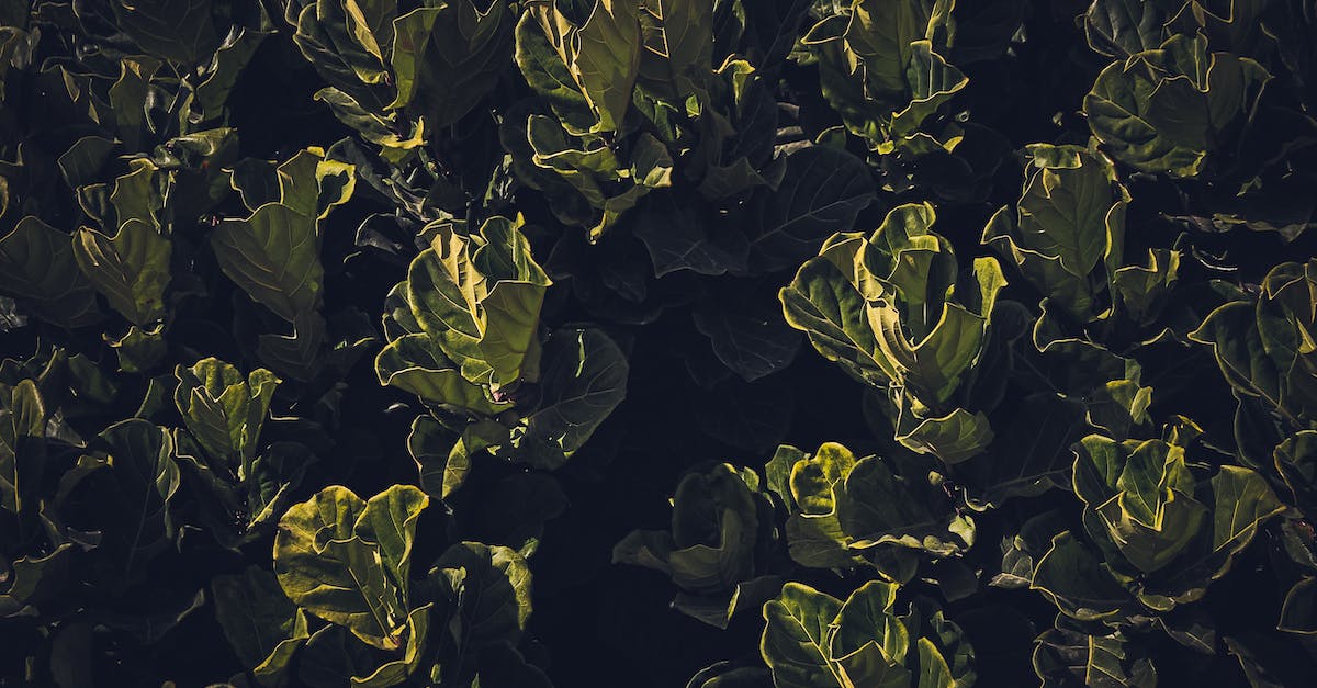 How do I plant crops newly acquired in trade? - Green Leaf Plant How do I plant crops newly acquired in trade? - Green Leaf Plant