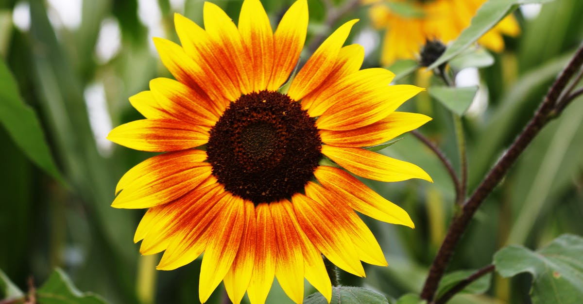 How do I plant seeds in Terraria mobile? - Sunflower during Daytime How do I plant seeds in Terraria mobile? - Sunflower during Daytime