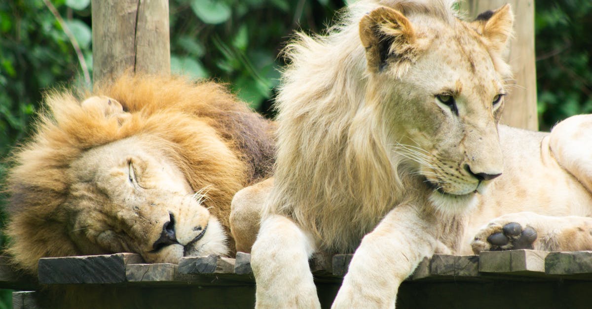 How do I play against Hunters as a Zoo Warlock? - lions sharing light moment How do I play against Hunters as a Zoo Warlock? - lions sharing light moment