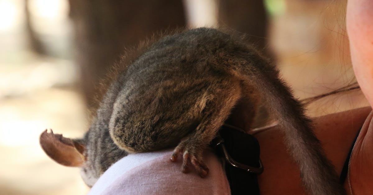 How do I play against Hunters as a Zoo Warlock? - Close-up Photography of Black Animal How do I play against Hunters as a Zoo Warlock? - Close-up Photography of Black Animal