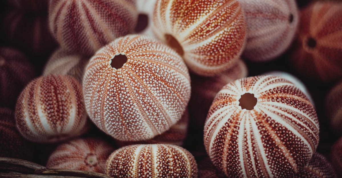 How do I receive Super Sea Snails from Splatfest? - Pile of decorative sea urchin shells How do I receive Super Sea Snails from Splatfest? - Pile of decorative sea urchin shells