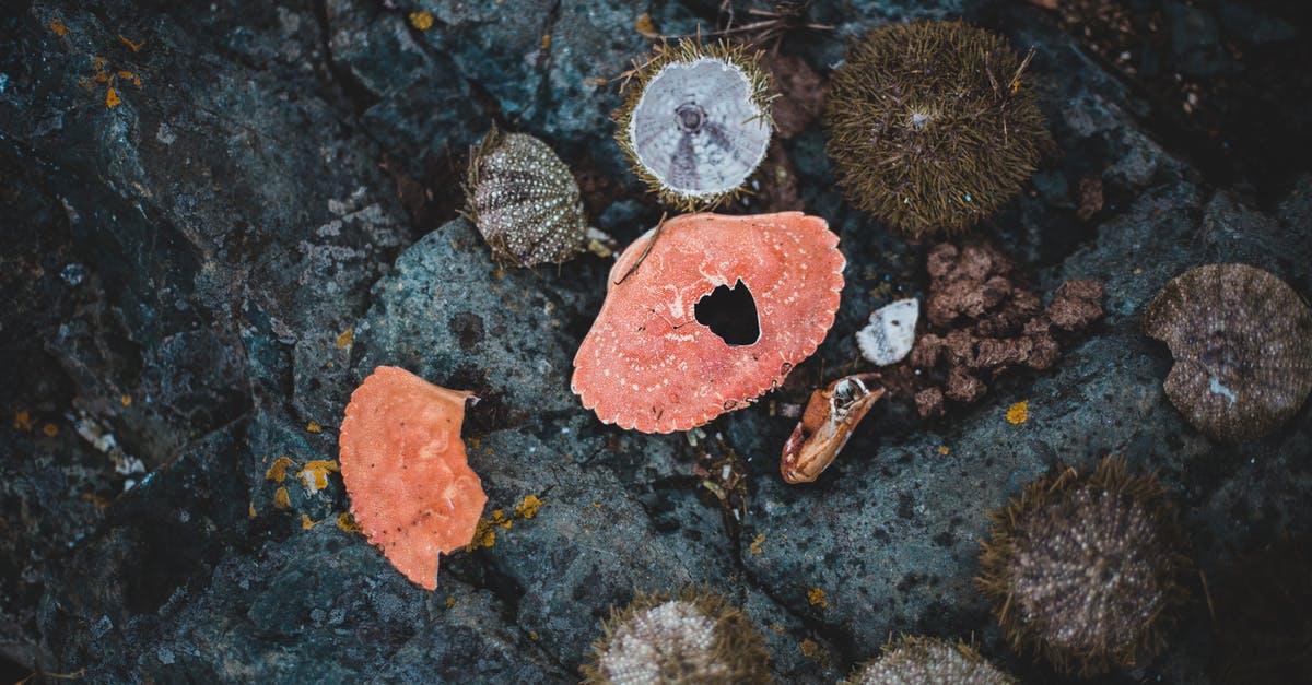 How do I receive Super Sea Snails from Splatfest? - Sea urchins and shells on rocky shore How do I receive Super Sea Snails from Splatfest? - Sea urchins and shells on rocky shore