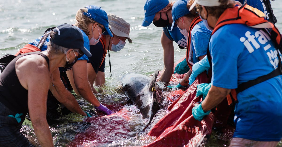 How do I release a Pokemon? - Releasing a Dolphin How do I release a Pokemon? - Releasing a Dolphin