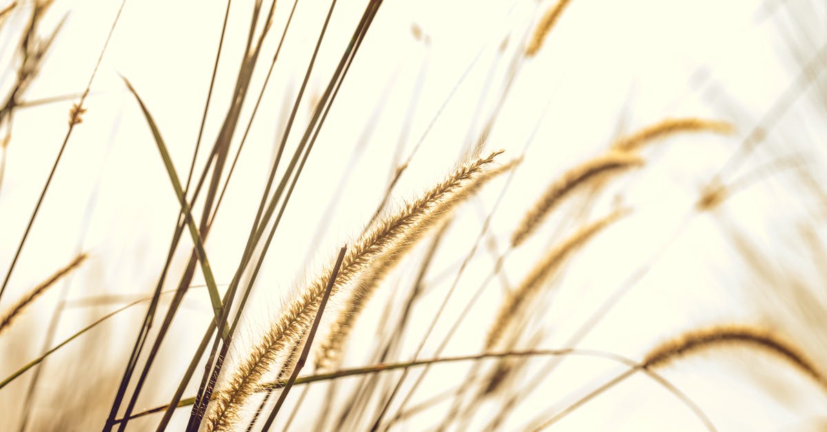 How do I repeat "Drug Shootout" at Braddock Farm or Weed Farm? - Brown Fountain Grass Closeup Photography