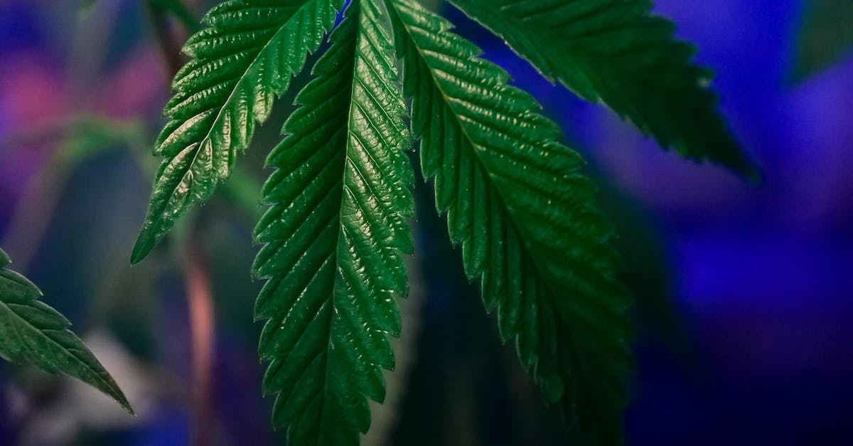 How do I repeat "Drug Shootout" at Braddock Farm or Weed Farm? - Close-Up Photo of Green Leaves