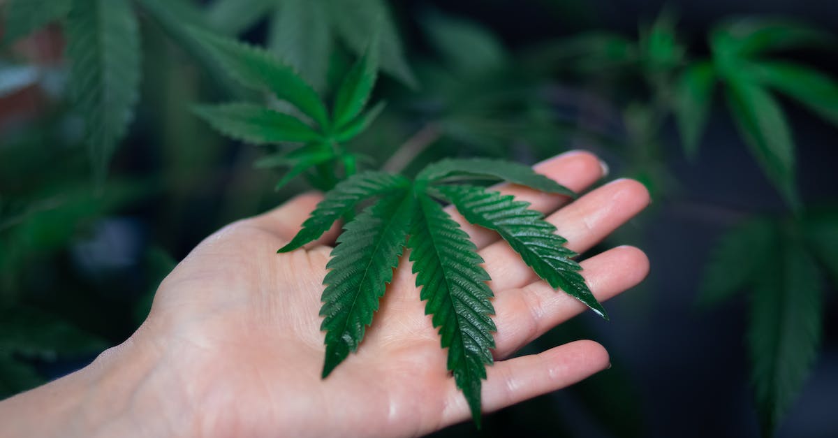 How do I repeat "Drug Shootout" at Braddock Farm or Weed Farm? - Photo of Green Leaf in Person's Hand