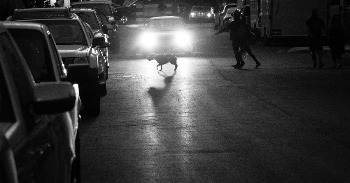 How do I restart my Animal Crossing game? - Monochrome Photo of Person Holding Dog Leash