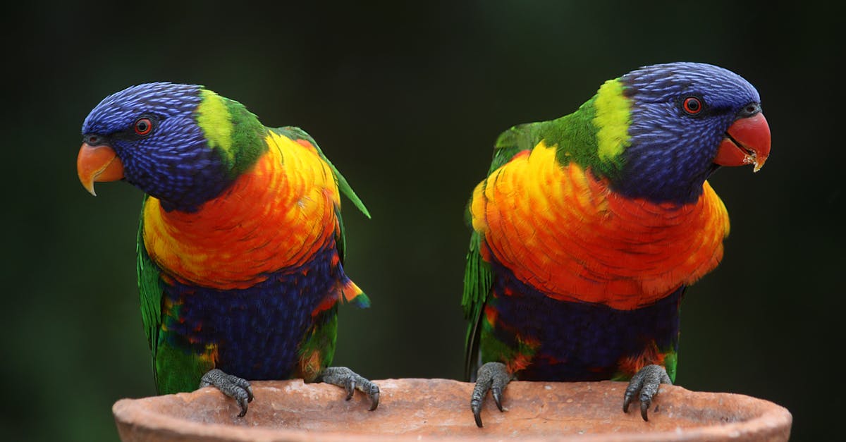 How do I shoo away parrots and/or seagulls? - Blue Geeen and Orange Parrot How do I shoo away parrots and/or seagulls? - Blue Geeen and Orange Parrot