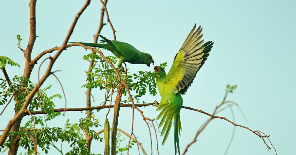 How do I shoo away parrots and/or seagulls? - Two Green Parrots How do I shoo away parrots and/or seagulls? - Two Green Parrots