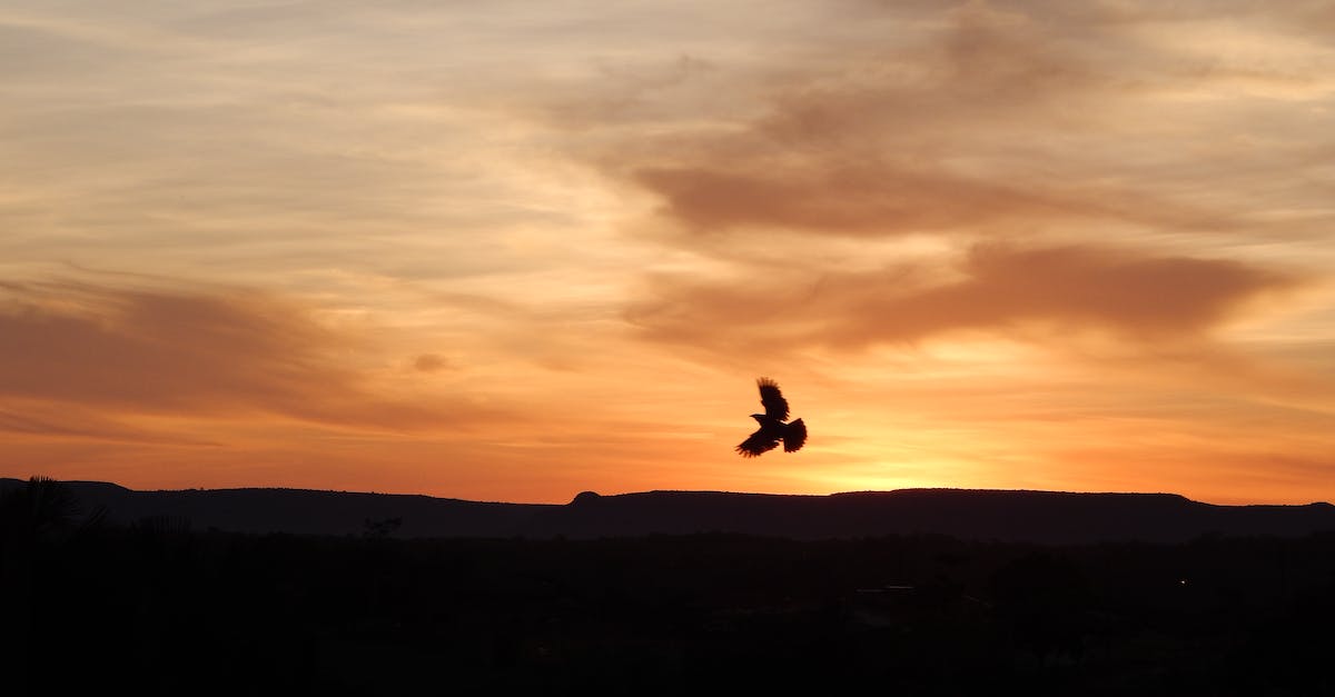 How do I spread taint to a certain area in Thaumcraft? - Bird flying over sunset sky