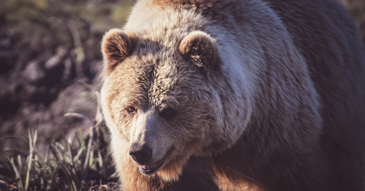 How do I stop animals like wolves, eagles, bear from starvation? - Free stock photo of animal, cute, danger How do I stop animals like wolves, eagles, bear from starvation? - Free stock photo of animal, cute, danger