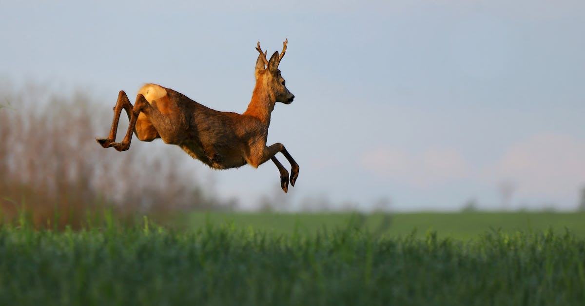How do I Super Jump? - Jumping red deer in field. Wild animal action shot while running. Unique moment of wild animal in nature. Roe buck in the sky.