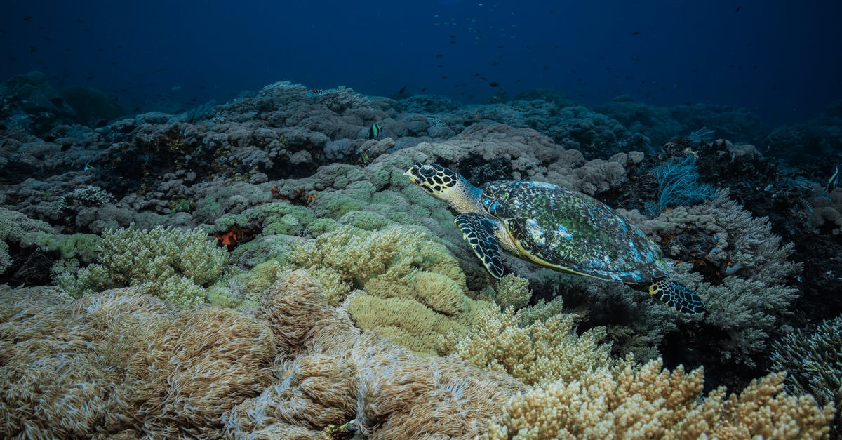 How do I swim underwater in GTA San Andreas for iOS? - Turtle - Nusa Penida How do I swim underwater in GTA San Andreas for iOS? - Turtle - Nusa Penida