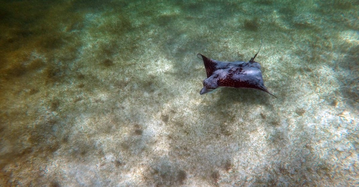 How do I swim underwater in GTA San Andreas for iOS? - Black Fish on Green Sand How do I swim underwater in GTA San Andreas for iOS? - Black Fish on Green Sand