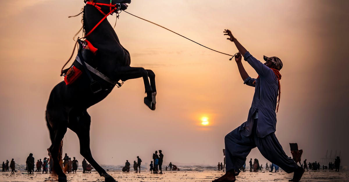 How do I tame a zombie horse? - Side view of adult man taming bucking horse equipped with harness and saddle against people walking along wet sea beach at sunset How do I tame a zombie horse? - Side view of adult man taming bucking horse equipped with harness and saddle against people walking along wet sea beach at sunset