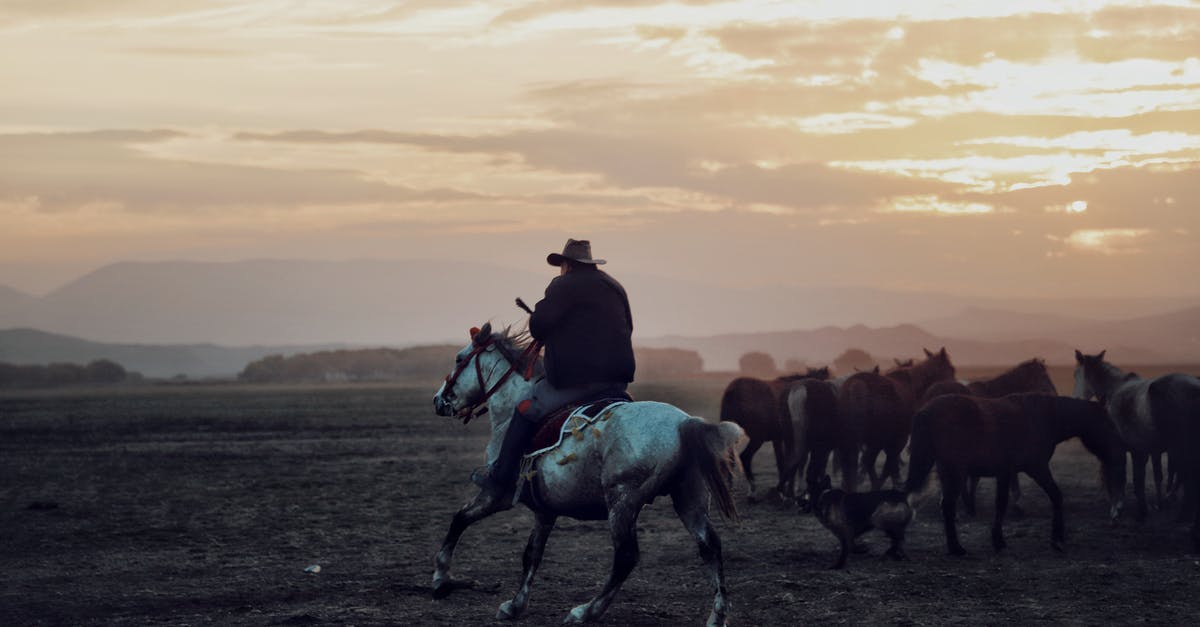 How do I tame and ride the undead horses? - Cowboy in hat riding horse while grazing herd of equines in vast valley under cloudy sunset sky in countryside How do I tame and ride the undead horses? - Cowboy in hat riding horse while grazing herd of equines in vast valley under cloudy sunset sky in countryside