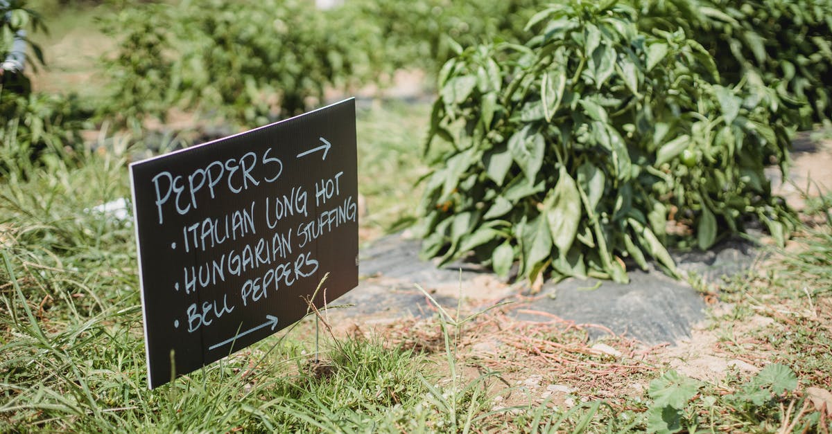 How do I /tellraw the location of an arrow? - From above of signboard showing direction of plantation with various sorts of pepper placed in green farm on sunny day
