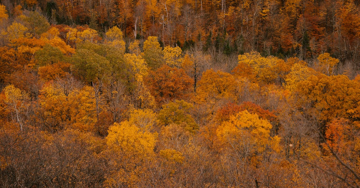 How do I turn the weather cycle off all the time? [duplicate] - Autumnal forest with yellow and leafless trees