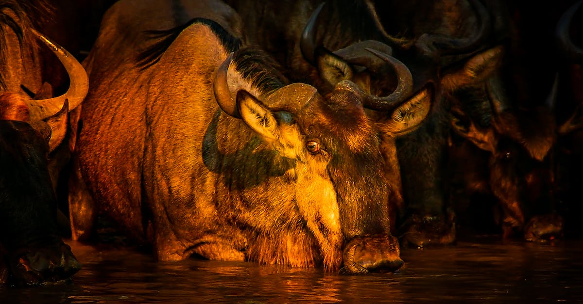 How do I unlock Shampoodle in Animal Crossing New Leaf? [duplicate] - Brown and Black Moose Drinking Water