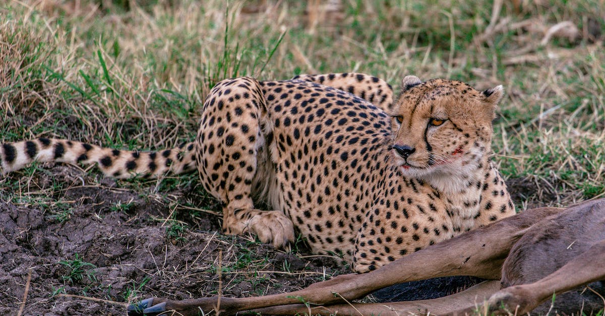 How do I use /kill to kill Mooshrooms with a specific name and within a certain radius? - Predatory cheetah with spotted fur relaxing on grass near killed wild animal in savanna